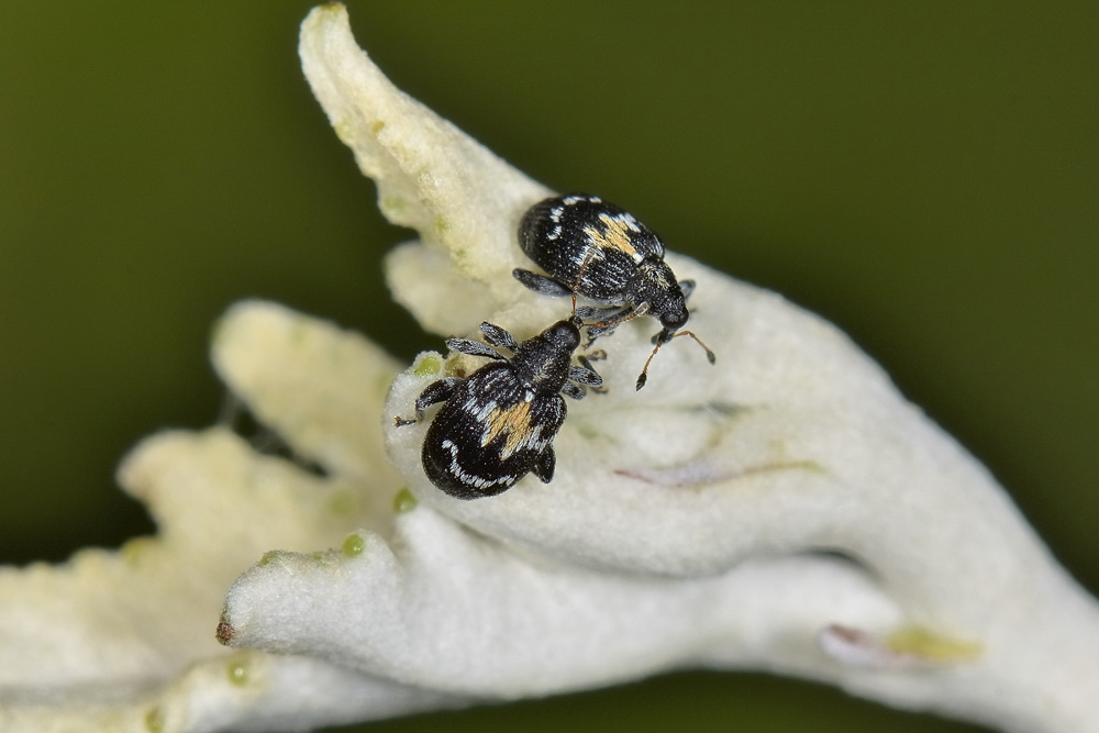Tachyerges salicis 